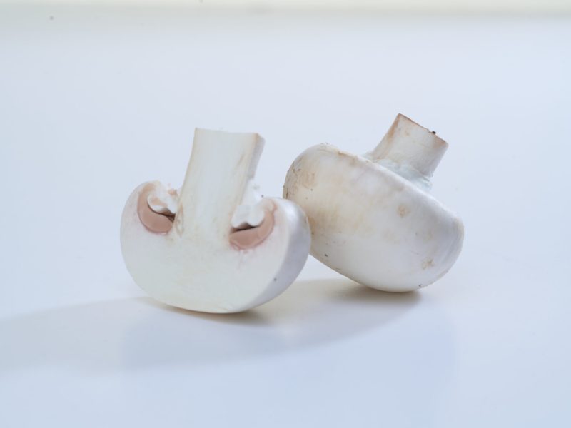 Cotton Mushroom7400132 1