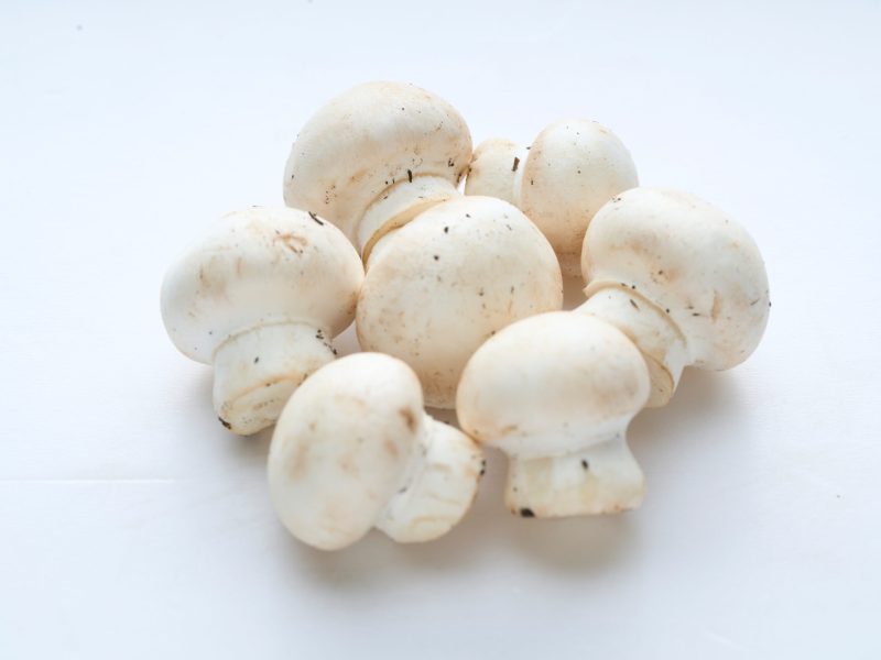 Cotton Mushroom7400312 1