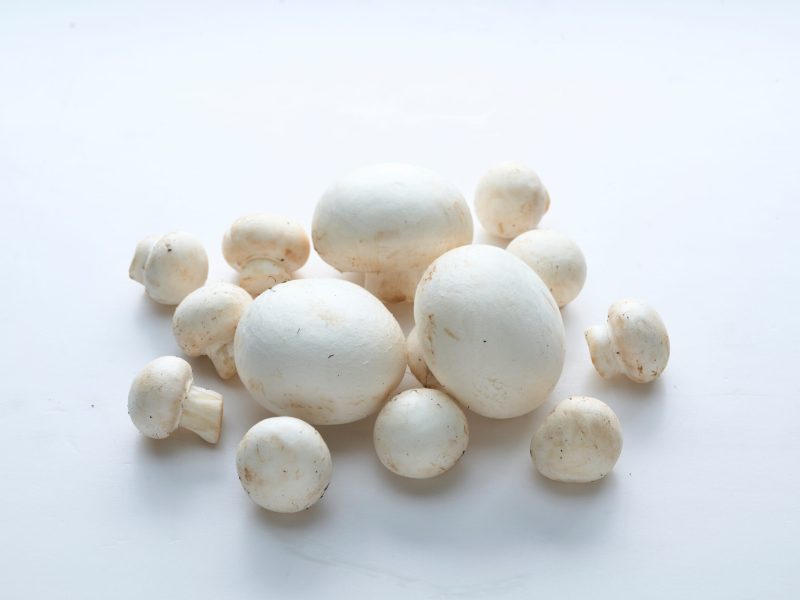 Cotton Mushroom7400335
